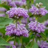 Cashmere Sage